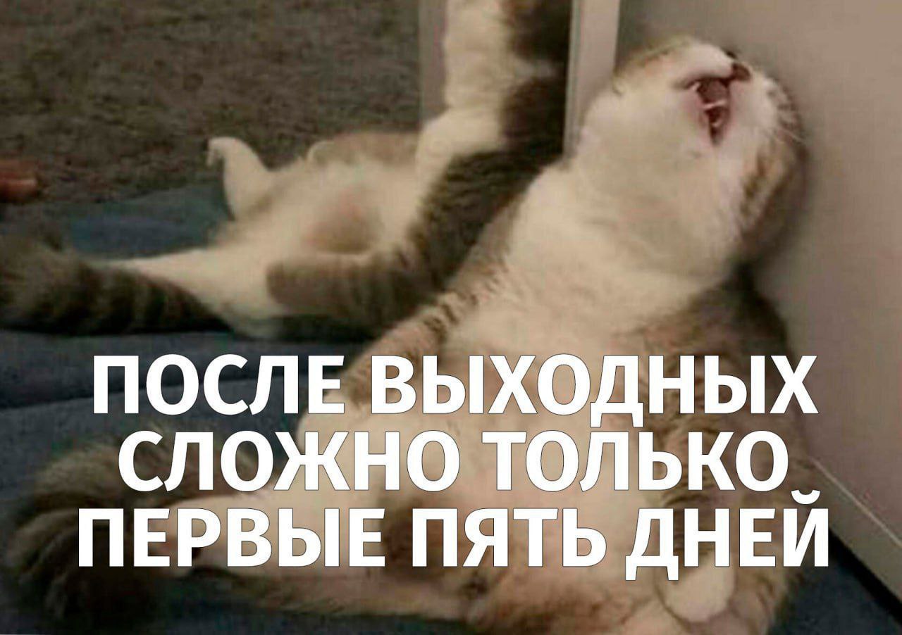 ➡️ отправь в телеге мем коллеге | Сетка — социальная сеть от hh.ru
