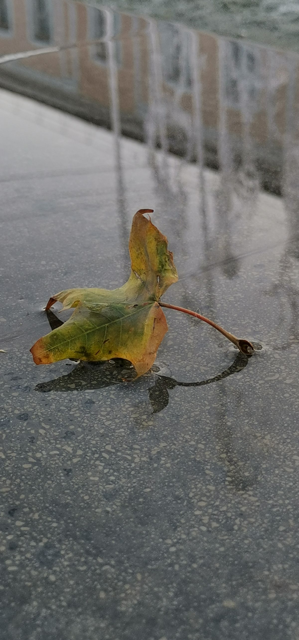 Привет Мир🫶  Меня зовут Ирина✨  
Мне 50 лет, и я решила зайти в эту дверь🙌  
11 лет была ИП детский бизнес🧸  
Год работаю #мобильныйфотограф #мобильныйфотографроманова #фудфотография  все снимаю на те... | Сетка — социальная сеть от hh.ru