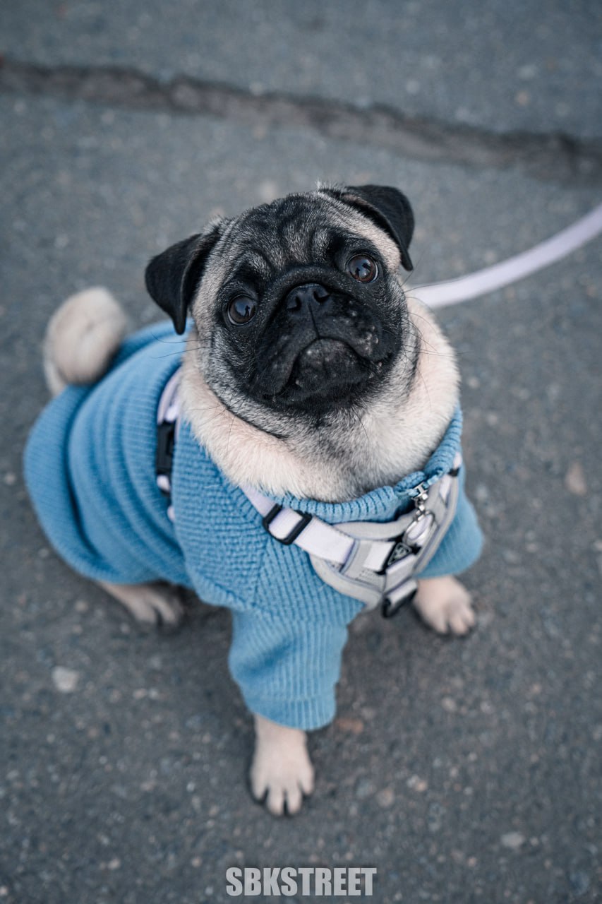 Сколько реакций поставим ему? 🐶
❤️ sbkstreet | 🔵дать буст каналу | Сетка — социальная сеть от hh.ru