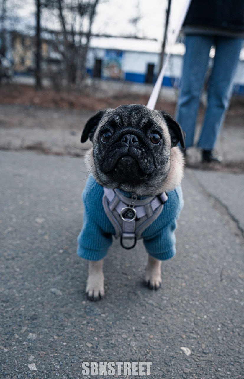 Сколько реакций поставим ему? 🐶
❤️ sbkstreet | 🔵дать буст каналу | Сетка — социальная сеть от hh.ru