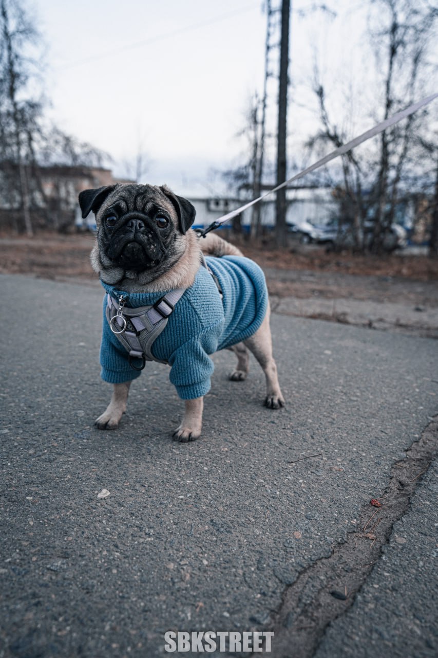 Сколько реакций поставим ему? 🐶
❤️ sbkstreet | 🔵дать буст каналу | Сетка — социальная сеть от hh.ru