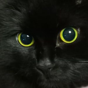 Надежда Беляева