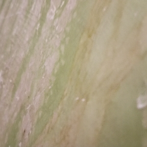 Rtft Ffhg