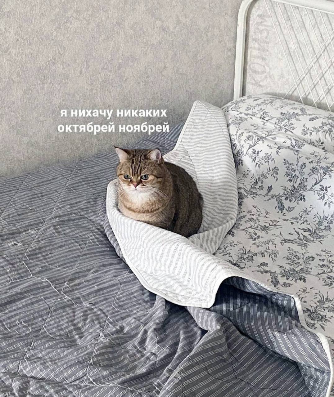 День очень сумбурный, поэтому сегодня будут котики | Сетка — социальная сеть от hh.ru