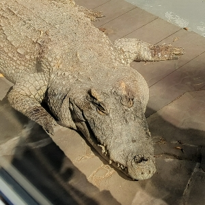 Олег Корниенко
