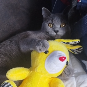 Виктор Рубероид | Сетка — социальная сеть от hh.ru