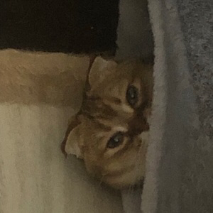 Тимофей Комаров | Сетка — социальная сеть от hh.ru