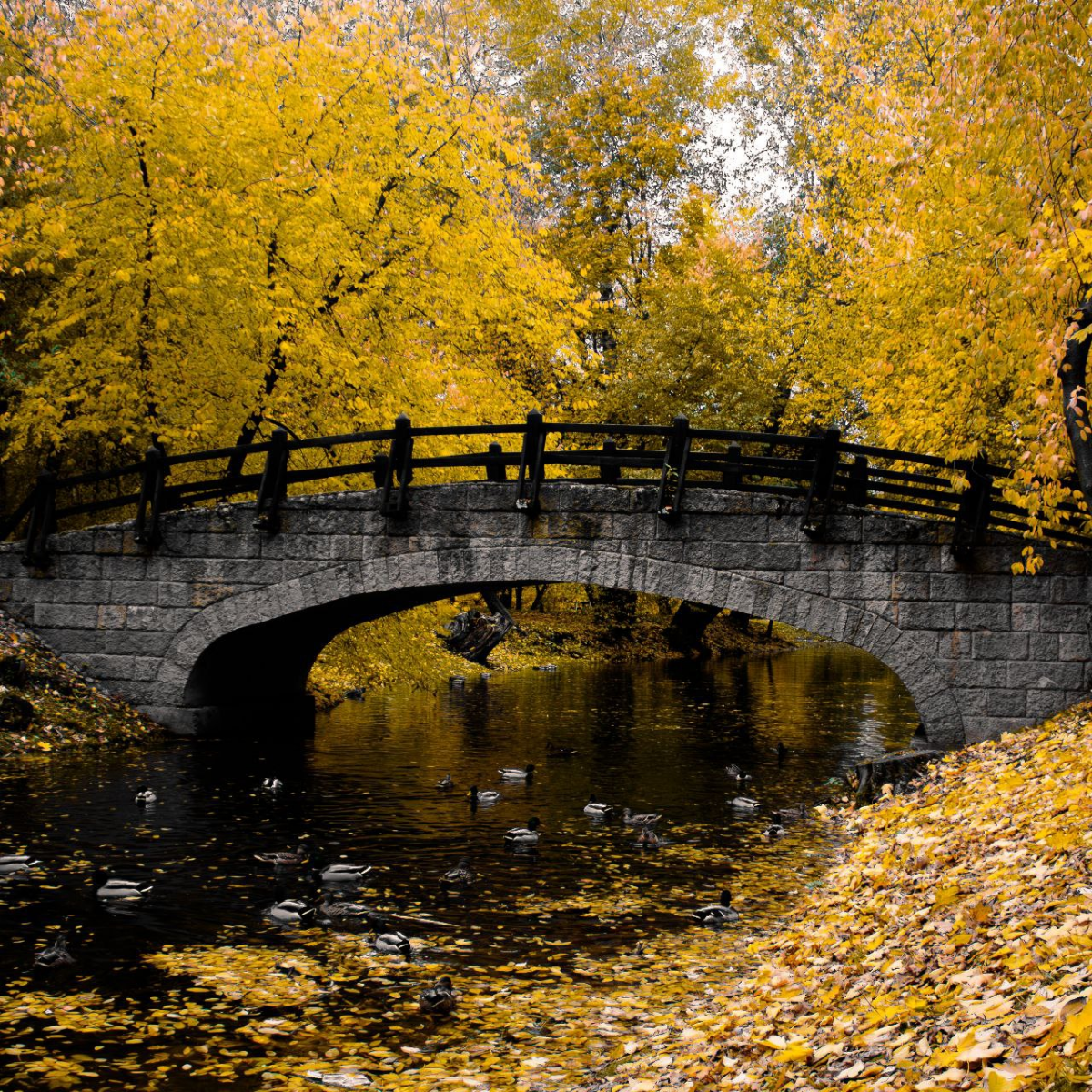 #Autumn #Bridge #SPb
Немножко средневековой осени
Canon EOS 450D + kit EF-S 18-55mm f/3.5-5.6 IS
18mm -- f/3.5 -- 1/125 -- ISO 800 | Сетка — социальная сеть от hh.ru