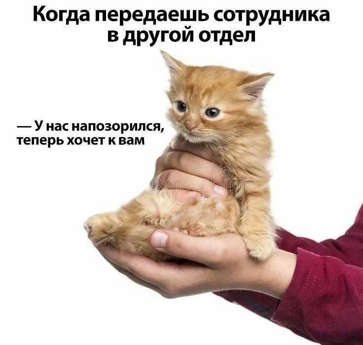 ➡️ отправь в телеге мем коллеге | Сетка — социальная сеть от hh.ru