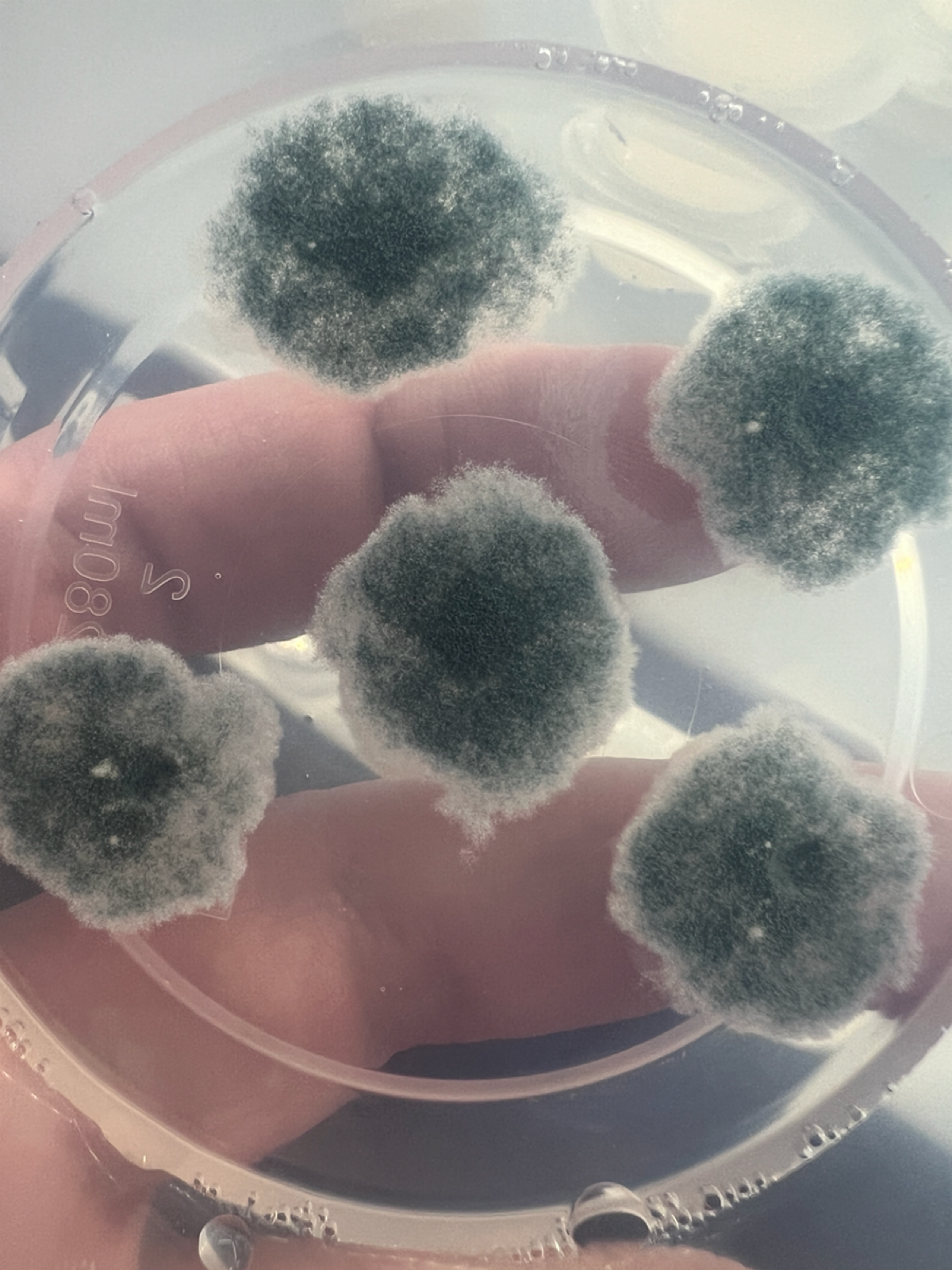 Проект «Плесень» | Сетка — социальная сеть от hh.ru