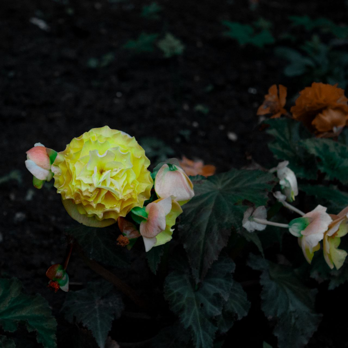#Flower
Ничего сегодня не успел сфоткать, поэтому вот вам цветочек
Canon EOS 450D + kit EF-S 18-55mm f/3.5-5.6 IS
55mm -- f/5.6 -- 1/320 -- ISO 800 | Сетка — социальная сеть от hh.ru