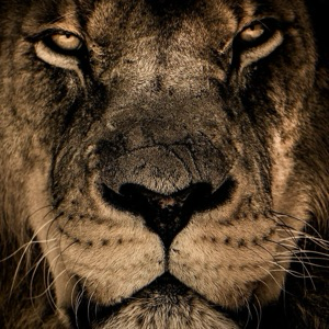 Сократ Корелов | Сетка — социальная сеть от hh.ru