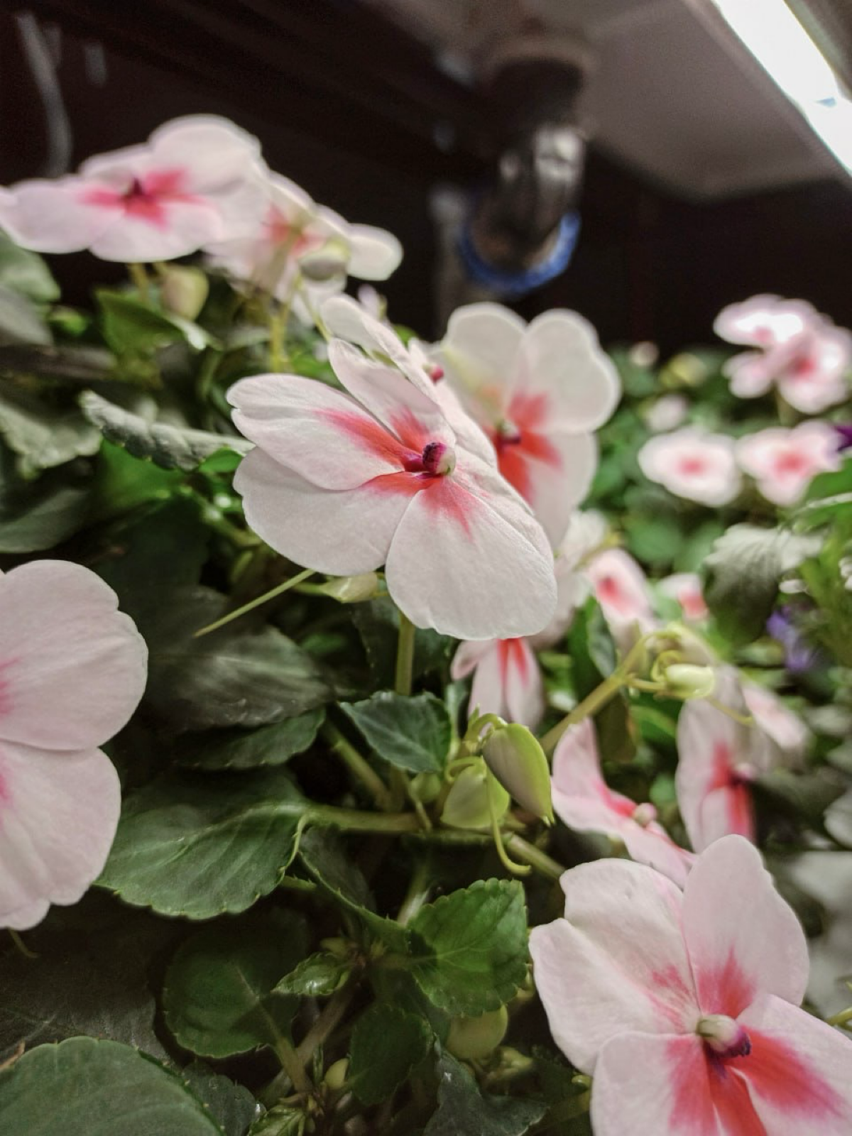 Пищевые цветы выращенные на гидро/аэропонике | Сетка — социальная сеть от hh.ru