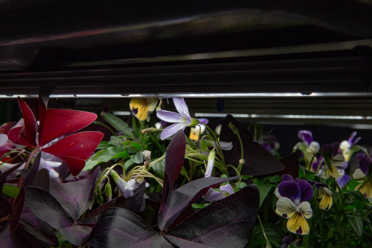 Пищевые цветы выращенные на гидро/аэропонике | Сетка — социальная сеть от hh.ru