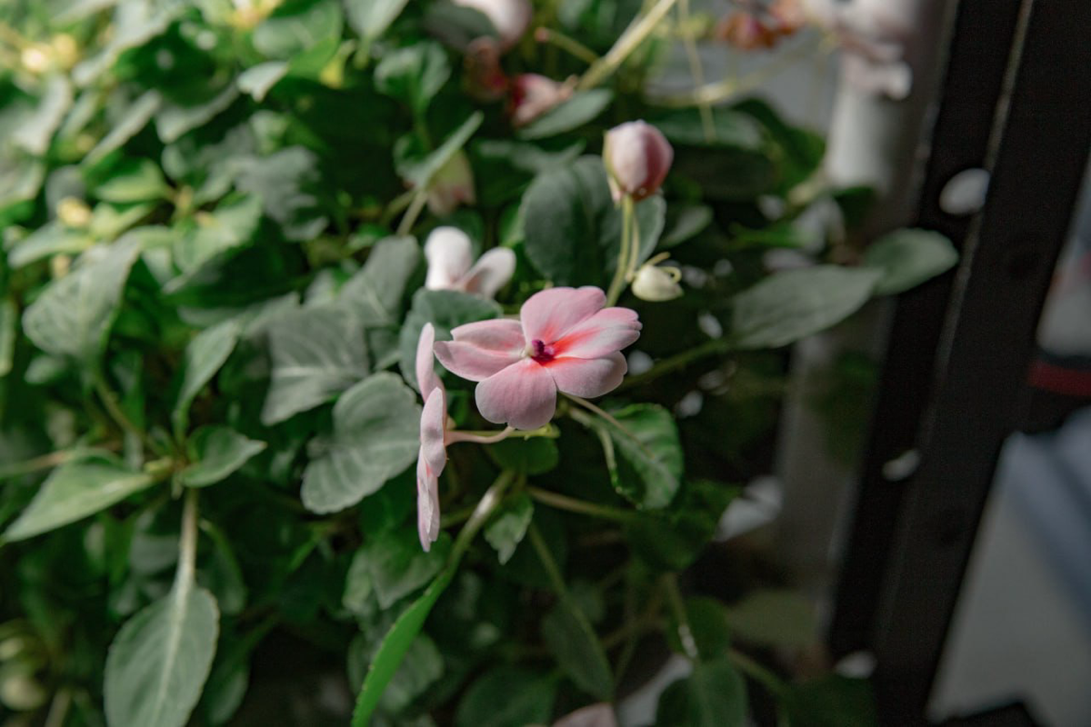 Пищевые цветы выращенные на гидро/аэропонике | Сетка — социальная сеть от hh.ru