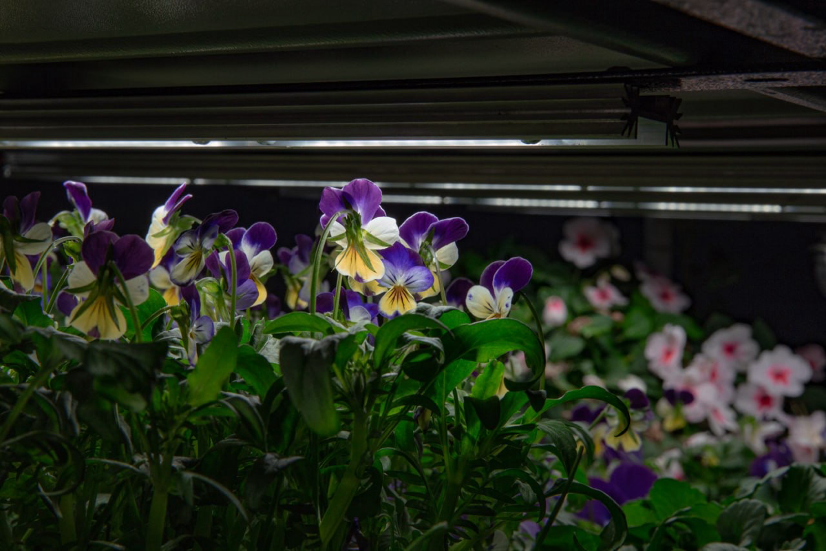 Пищевые цветы выращенные на гидро/аэропонике | Сетка — социальная сеть от hh.ru