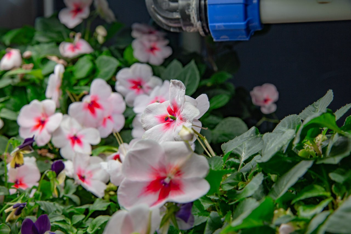 Пищевые цветы выращенные на гидро/аэропонике | Сетка — социальная сеть от hh.ru