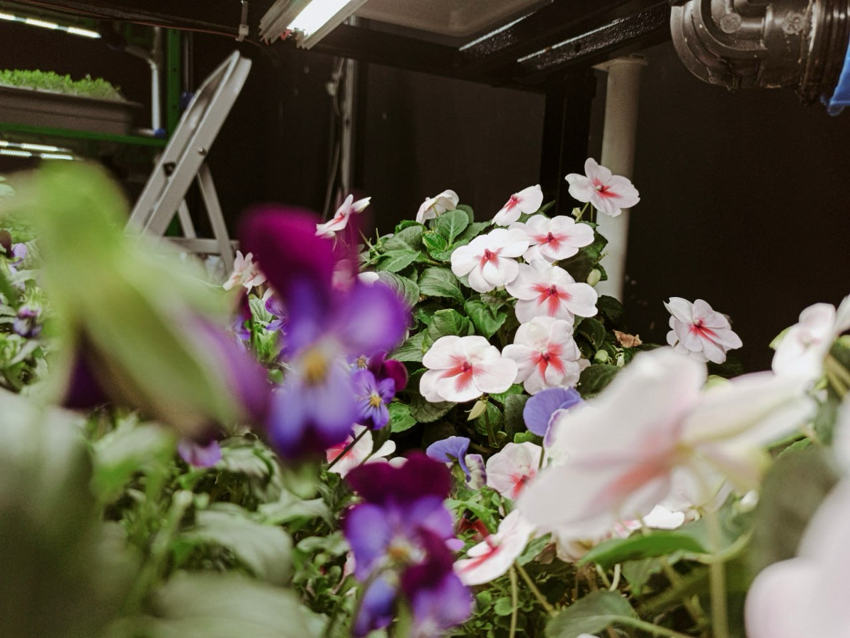 Пищевые цветы выращенные на гидро/аэропонике | Сетка — социальная сеть от hh.ru