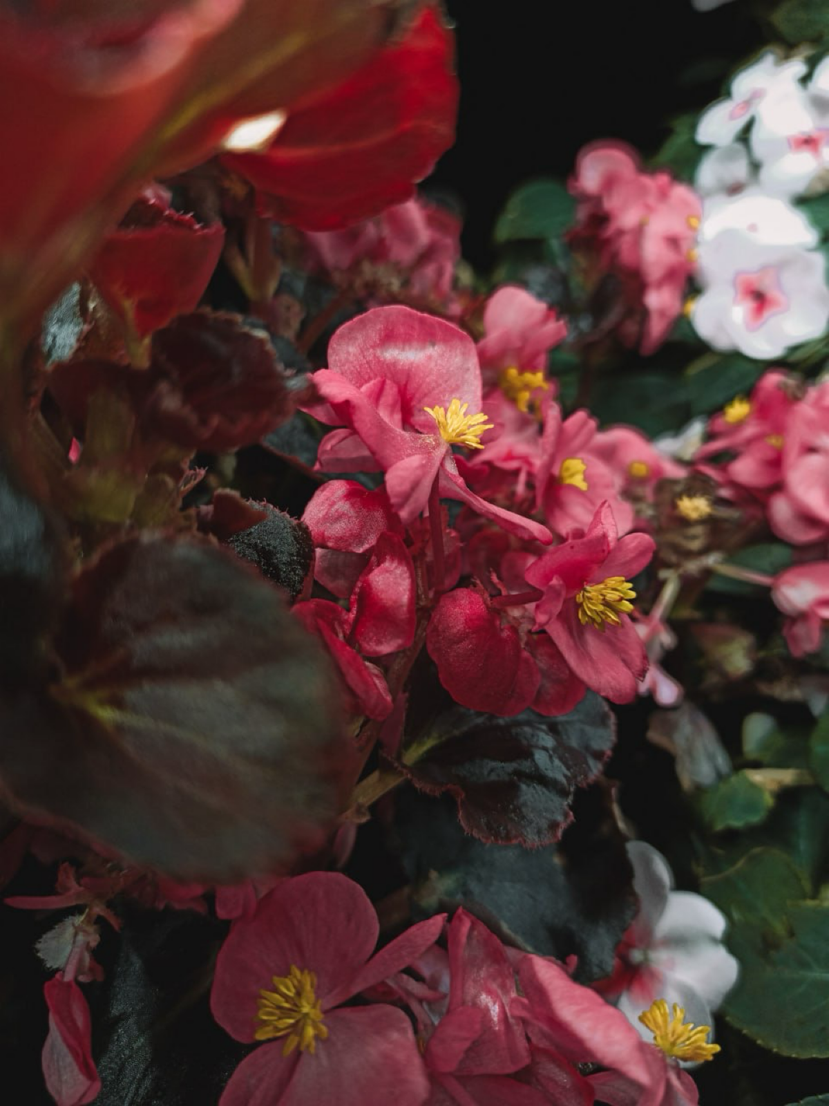 Пищевые цветы выращенные на гидро/аэропонике | Сетка — социальная сеть от hh.ru