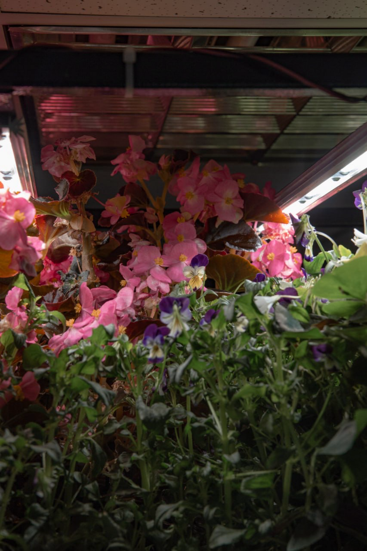 Пищевые цветы выращенные на гидро/аэропонике | Сетка — социальная сеть от hh.ru