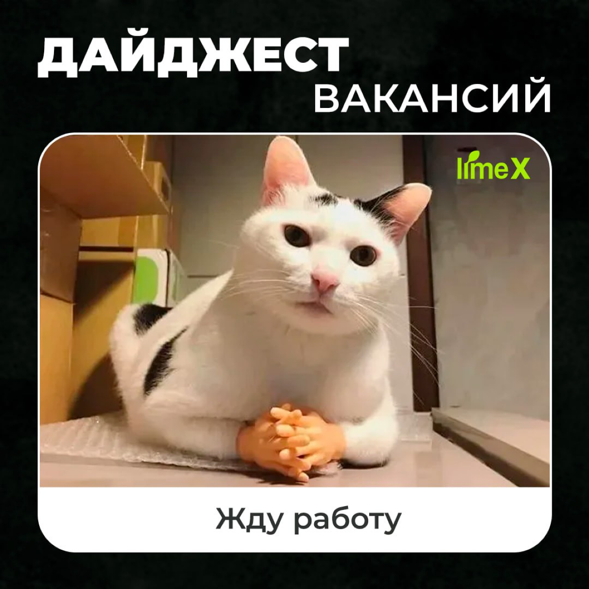 🔉 Присоединяйся к Лайм Эйч Ди
Мы приглашаем на работу как начинающих, так и опытных специалистов | Сетка — социальная сеть от hh.ru