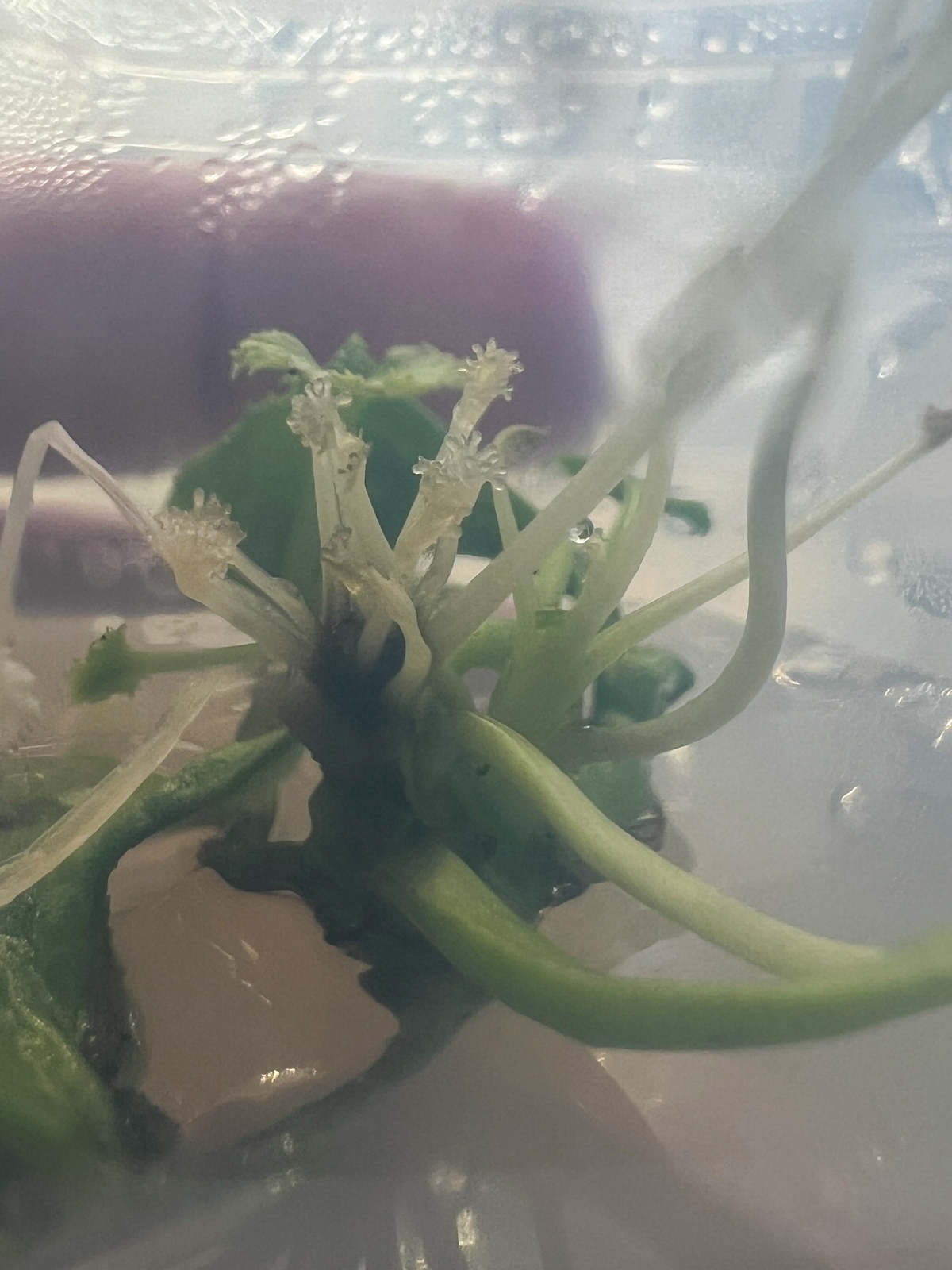 Апдейт по микроклонированию | Сетка — социальная сеть от hh.ru