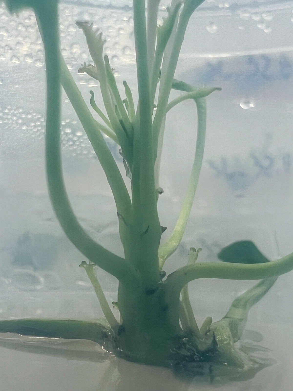 Апдейт по микроклонированию | Сетка — социальная сеть от hh.ru