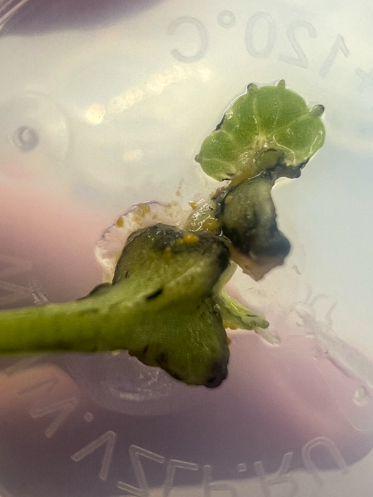 Апдейт по микроклонированию | Сетка — социальная сеть от hh.ru