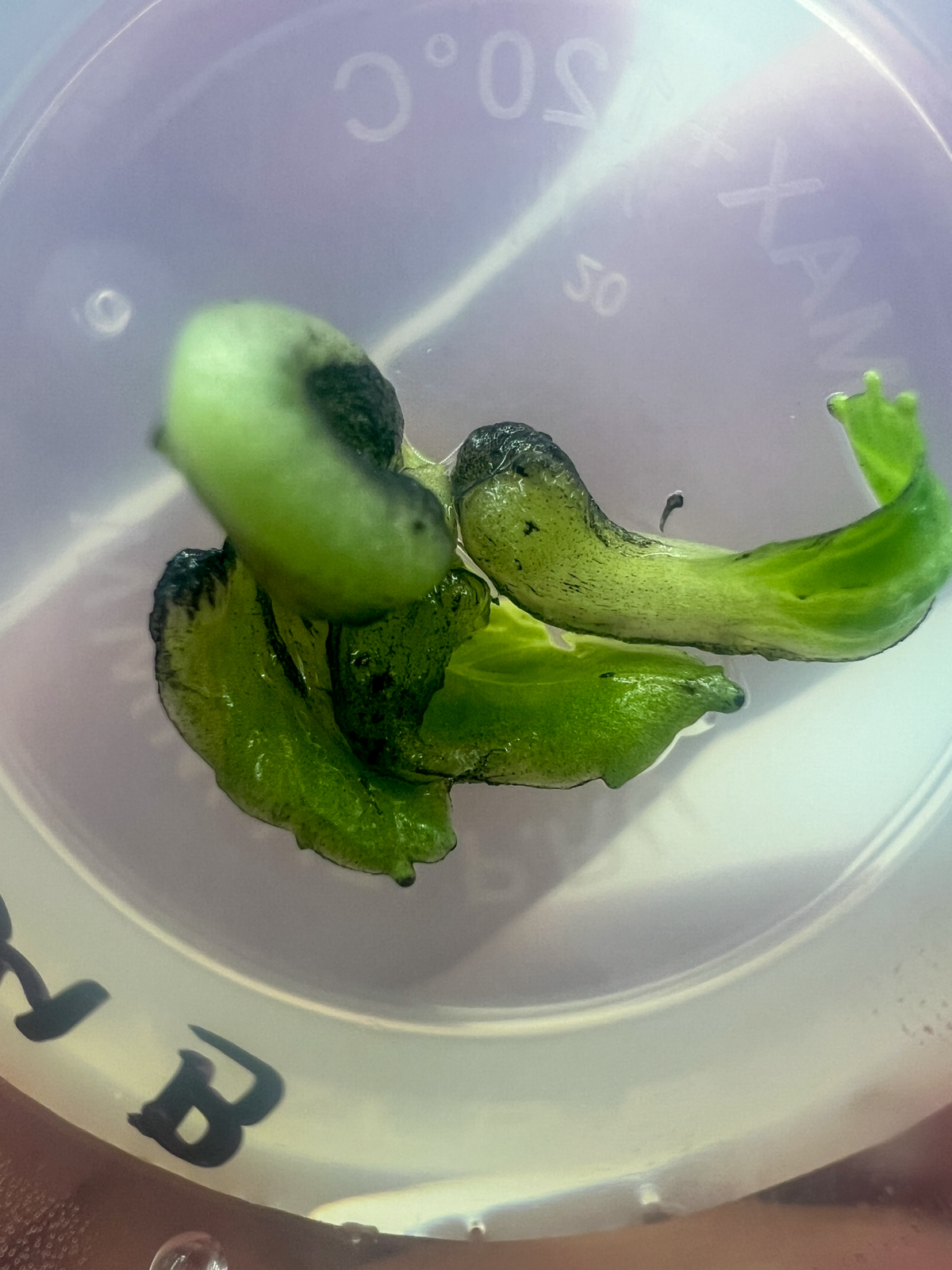 Апдейт по микроклонированию | Сетка — социальная сеть от hh.ru