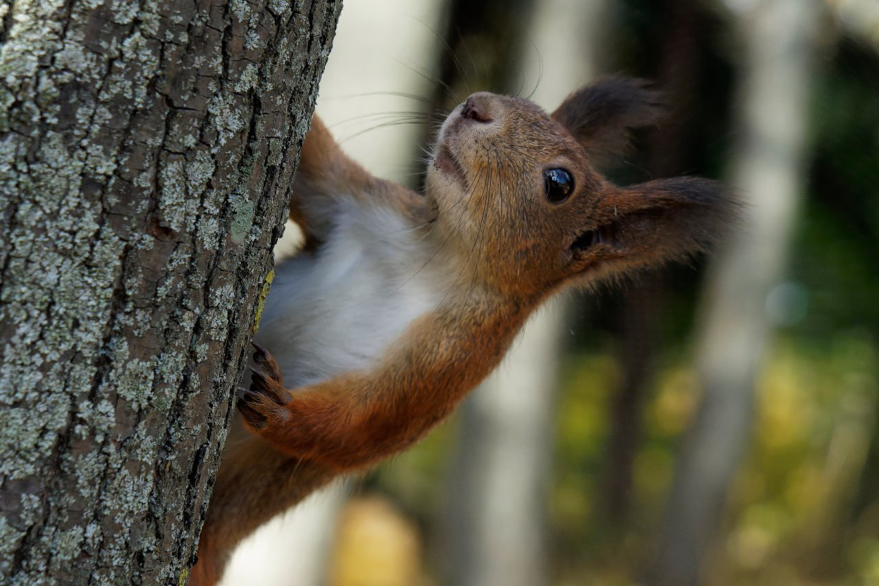 #мирглазамифотографа
Порция осенних белочек для хорошего настроения😌🐿🐿🐿 | Сетка — социальная сеть от hh.ru