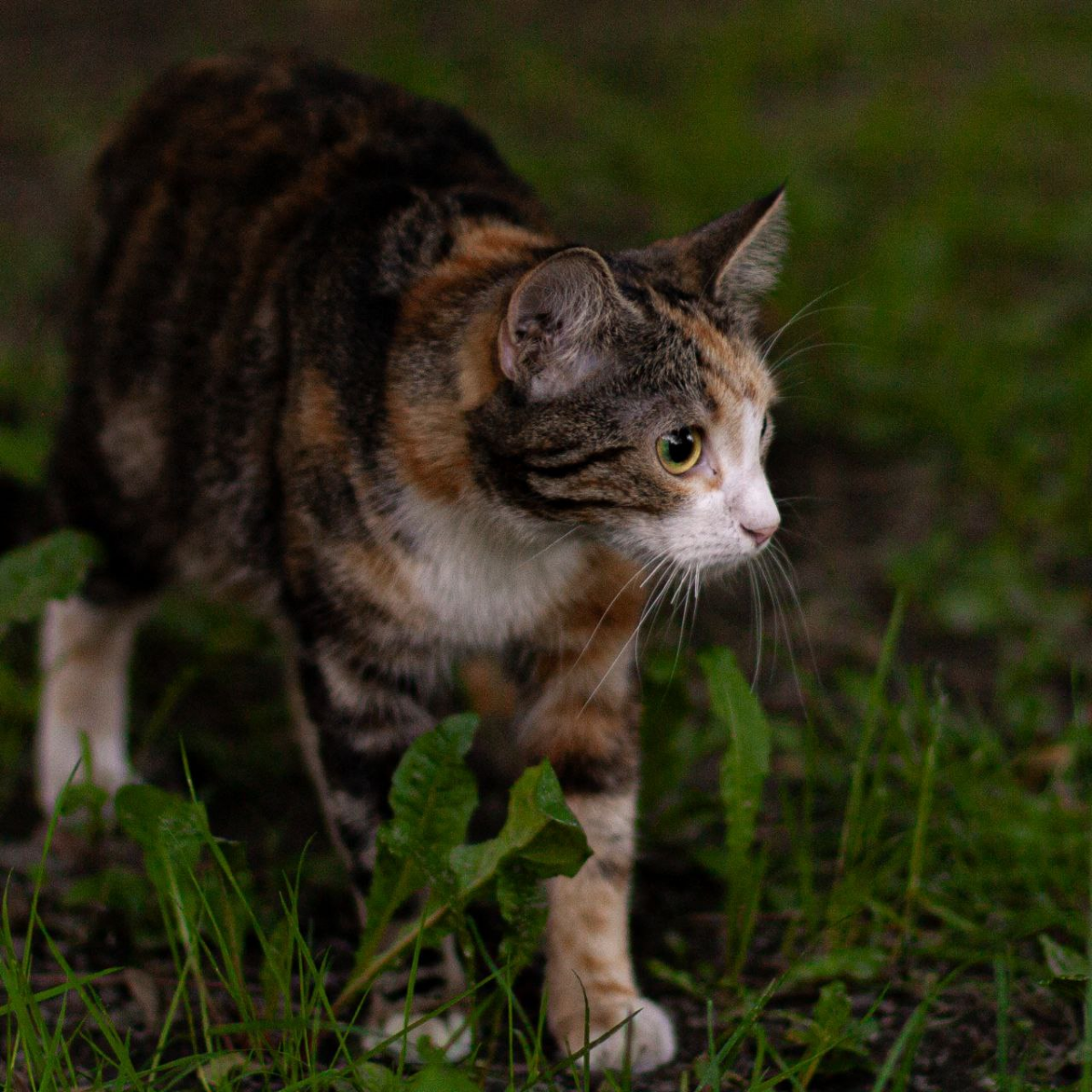 #Cat
Как насчёт пятничного кота-охотника?  
Canon EOS 450D + Canon EF 50mm f/1.4 USM
50mm -- f/1.8 -- 1/160 -- ISO 100 | Сетка — социальная сеть от hh.ru