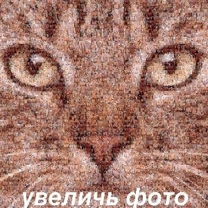 Андрей Карпов