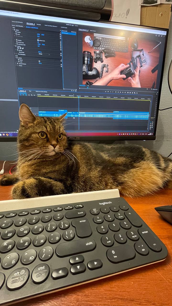 Монтирую новое видео вот с таким прекрасным котэ.
Догадались о чем оно будет? | Сетка — социальная сеть от hh.ru