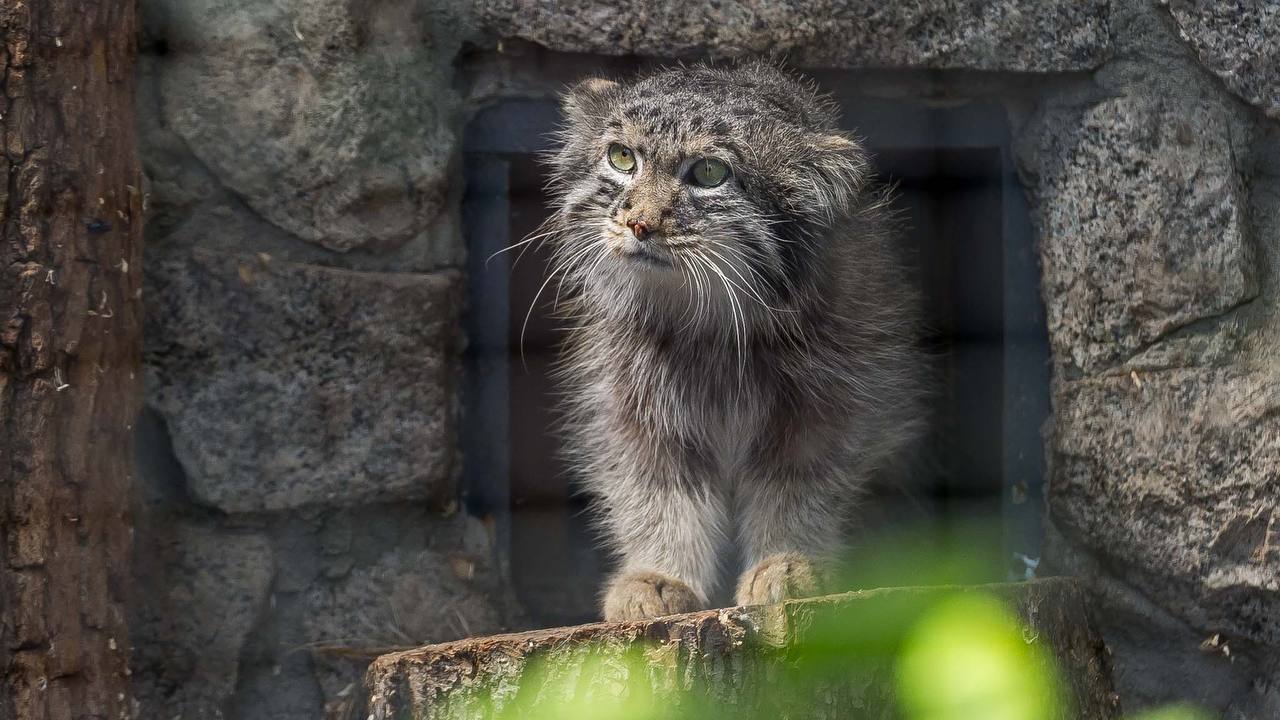 ⌛️С 21 октября московский зоопарк изменит часы работы
Он будет открыт с 09:00 до 18:00
Входы со стороны Садово-Кудринской улицы и метро Баррикадная будут закрываться в 17:00
📲Подпишитесь на Вдвижении | Сетка — социальная сеть от hh.ru