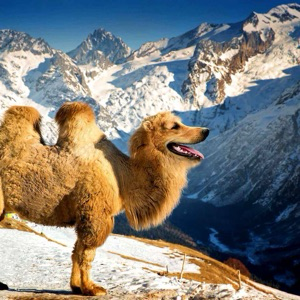 Амина Бекова