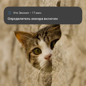 Руслан Пласкогубцев