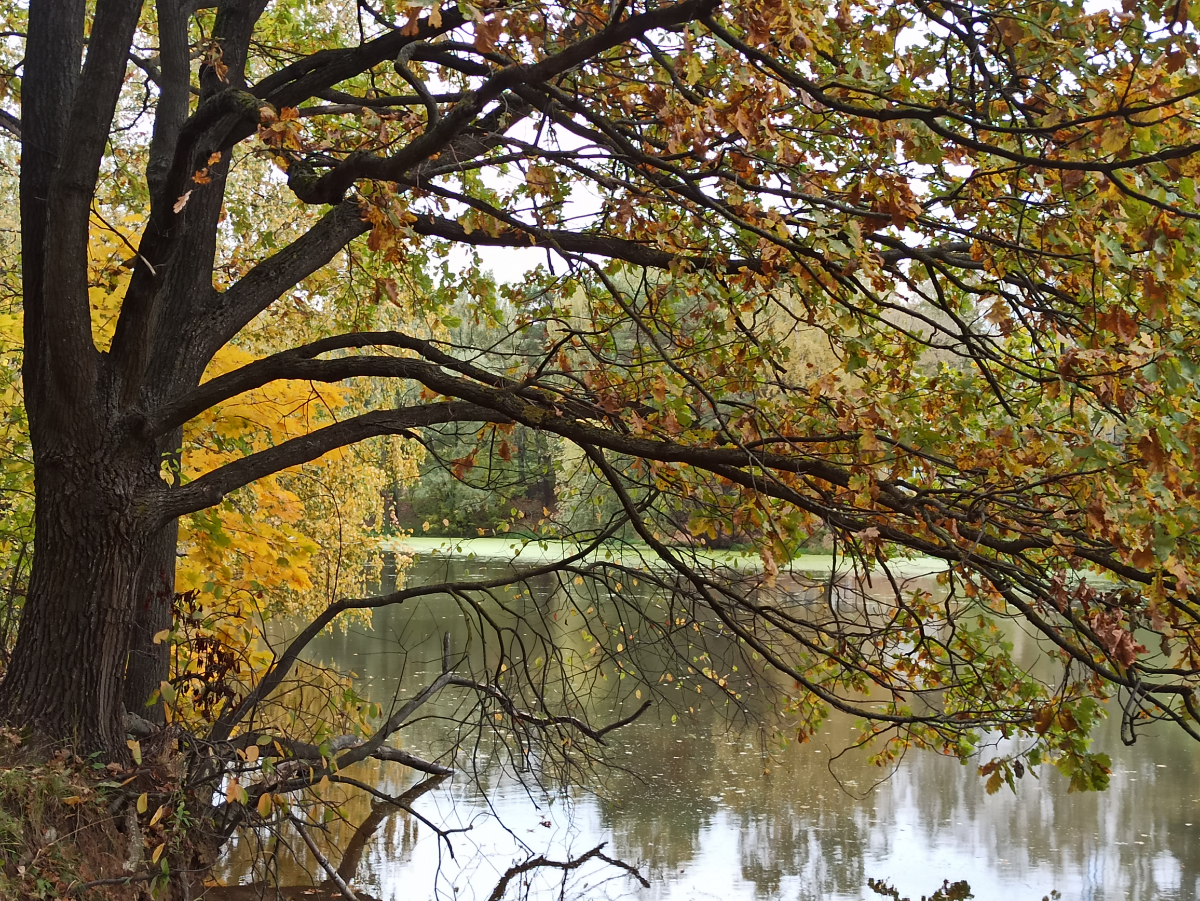 Дилемма учителя | Сетка — социальная сеть от hh.ru