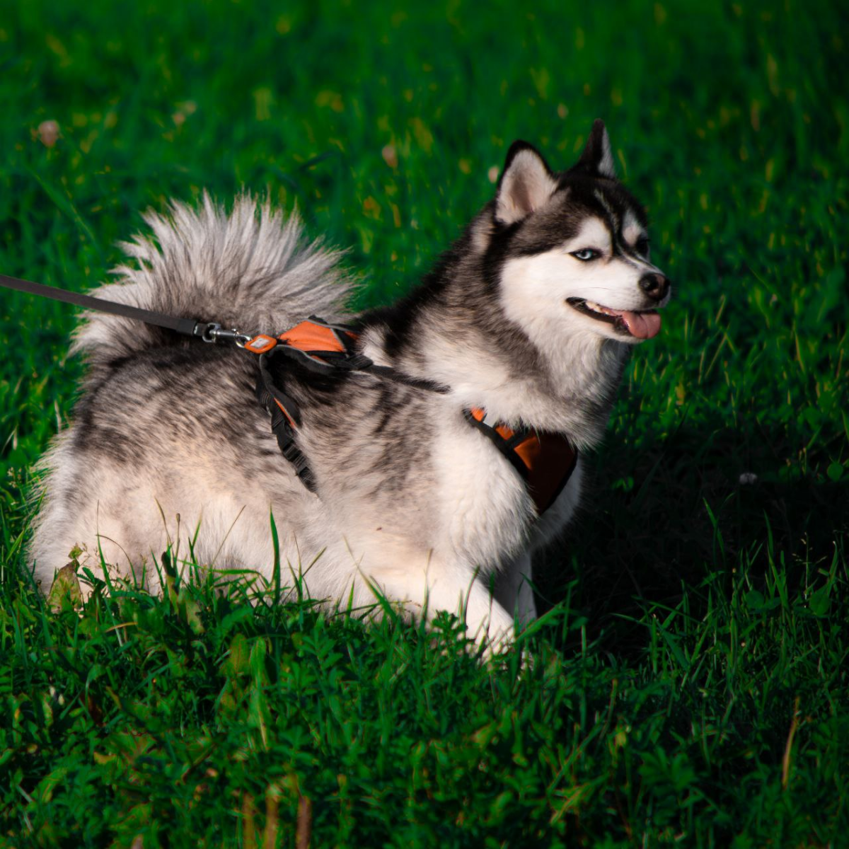 #Dog #Pet  
Сегодня прогуливаясь по городу я встретил хорошего мальчика и это был лучший кадр за весь день. Такое впечатление, что пёс специально притормозил для фоточки | Сетка — социальная сеть от hh.ru