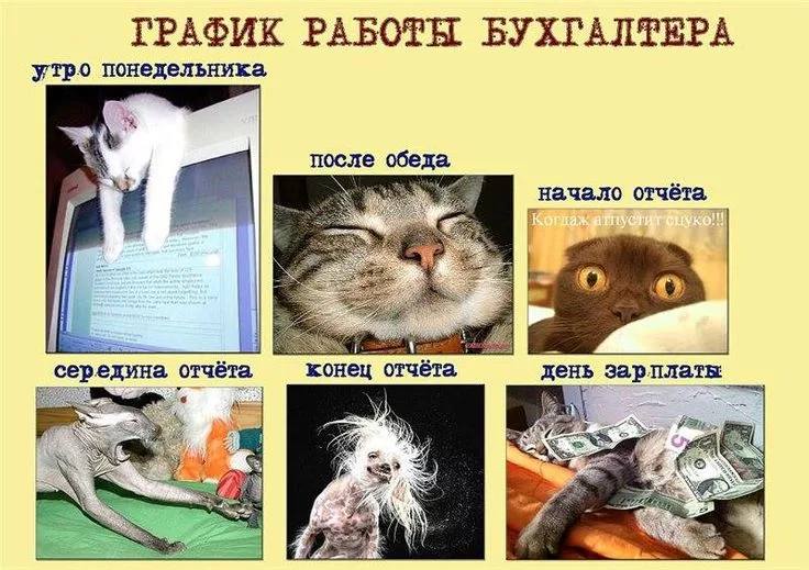 Дорогие друзья , добрый вечер.
Немного пропала, надеюсь вы меня поймете. Сейчас отчетный период для бухгалтеров и очень много работы. Работаю до глубокой ночи | Сетка — социальная сеть от hh.ru