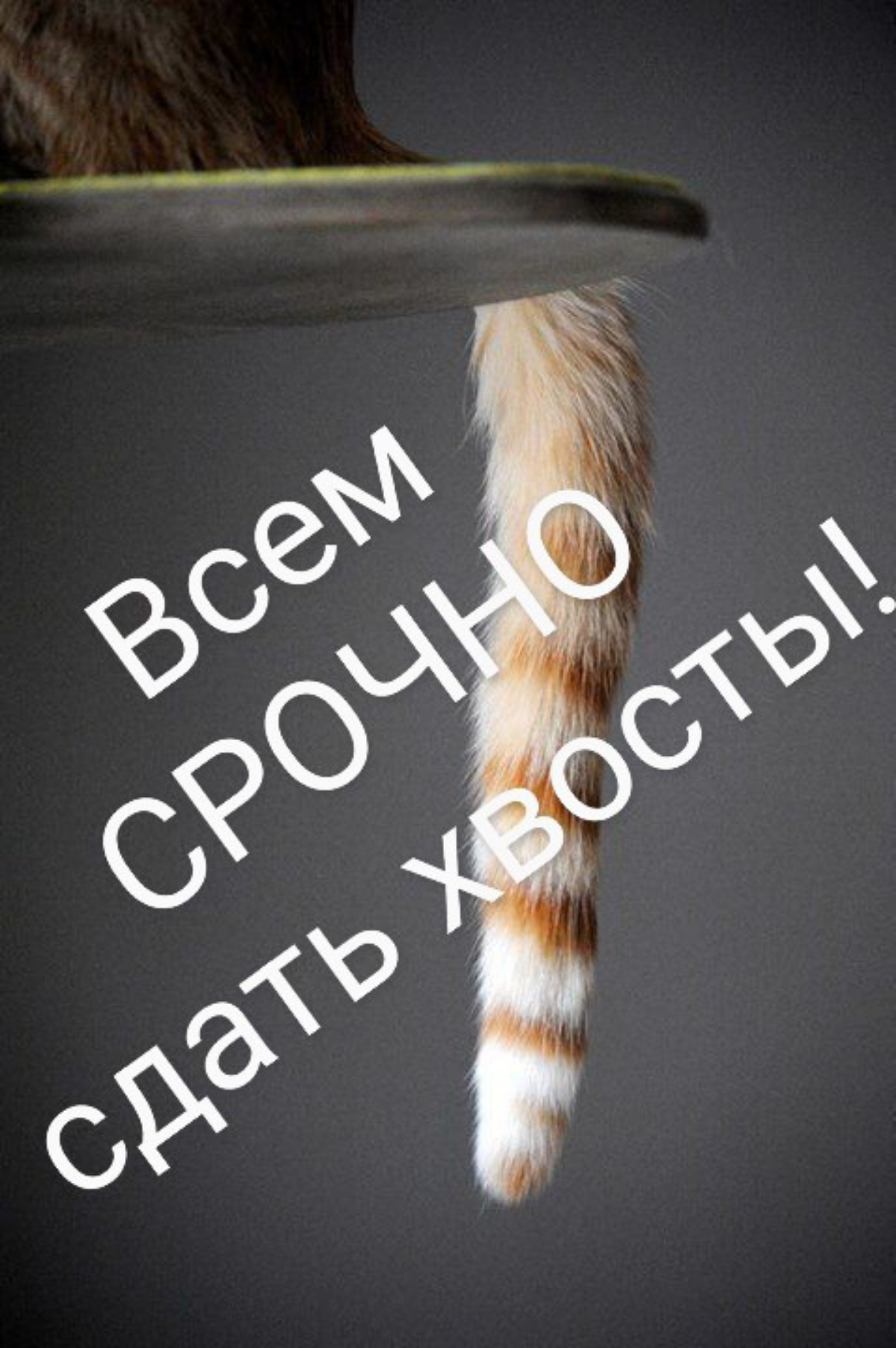 Сегодня,  23 октября, отмечается день отбрасывания хвоста — символическое время для избавления от всего неприятного и неудачного, что мешает жить настоящим | Сетка — социальная сеть от hh.ru