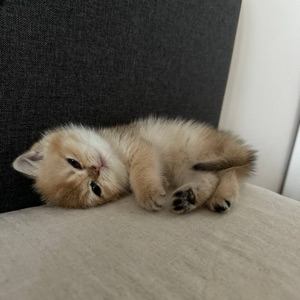 Ксения Голубцова | Сетка — социальная сеть от hh.ru