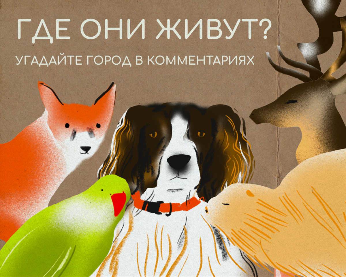 Где живут лисица и попугай?  
Если выйти на улицу этого города, то знакомства с дикими и домашними питомцами не избежать | Сетка — социальная сеть от hh.ru
