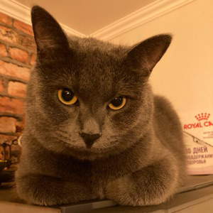 Денис Карев | Сетка — социальная сеть от hh.ru