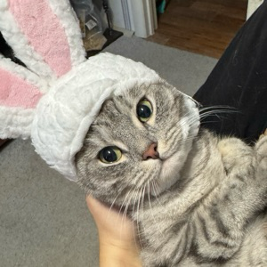 Данил Антоненков | Сетка — социальная сеть от hh.ru