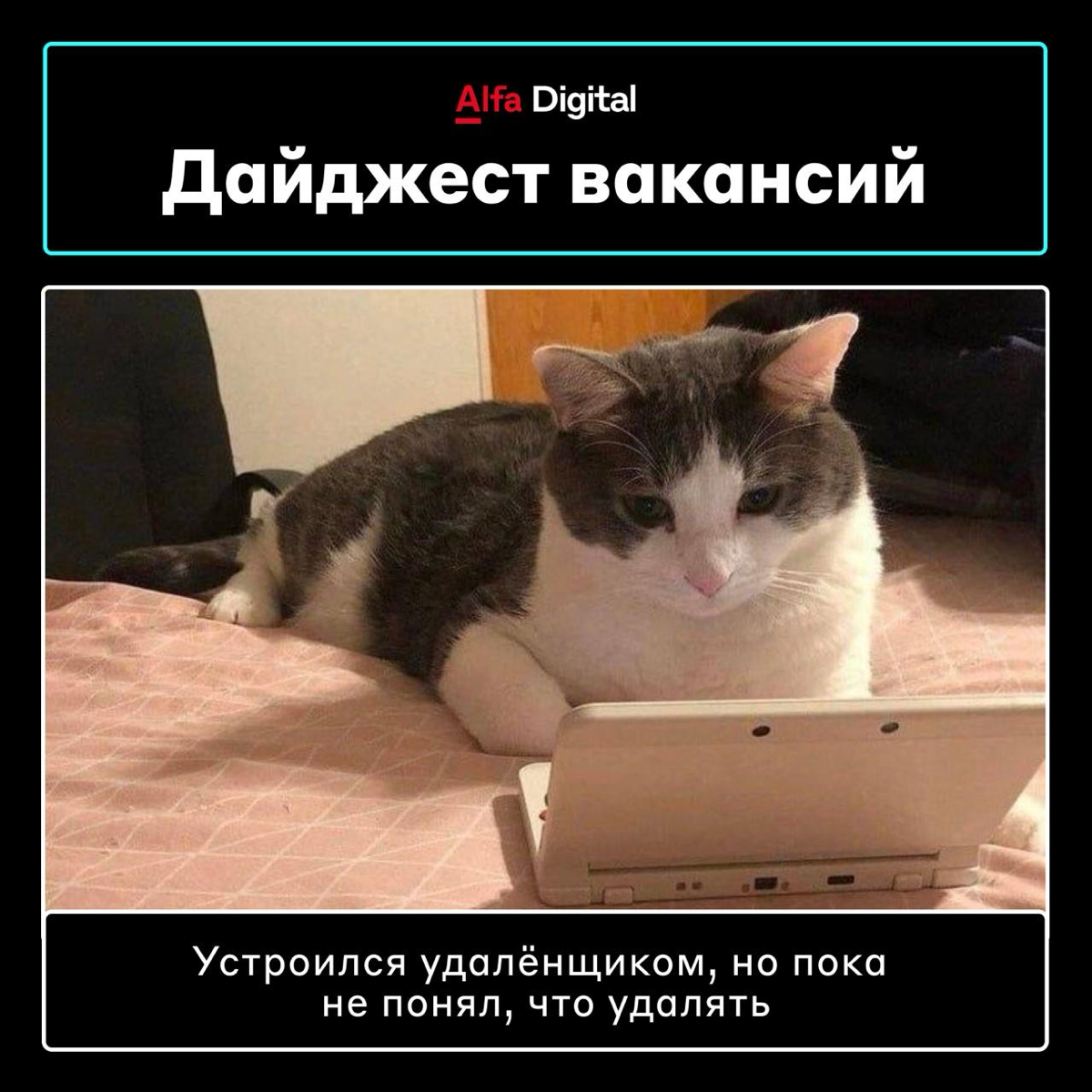 Вакансии недели 🔍
📎 Frontend-разработчик — откликнуться
📎 Java-разработчик — откликнуться
📎 Системный аналитик — откликнуться
📎 DevRel — откликнуться
📎 Архитектор решений — откликнуться
#вакансии #alf... | Сетка — социальная сеть от hh.ru