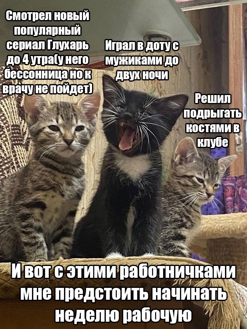 ➡️ отправь коллеге мем в телеге | Сетка — социальная сеть от hh.ru