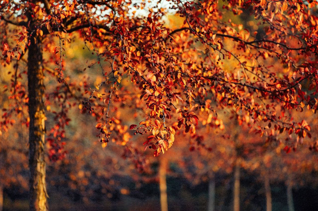 Ловим остатки золотой осени🍂🍁🍂 | Сетка — социальная сеть от hh.ru