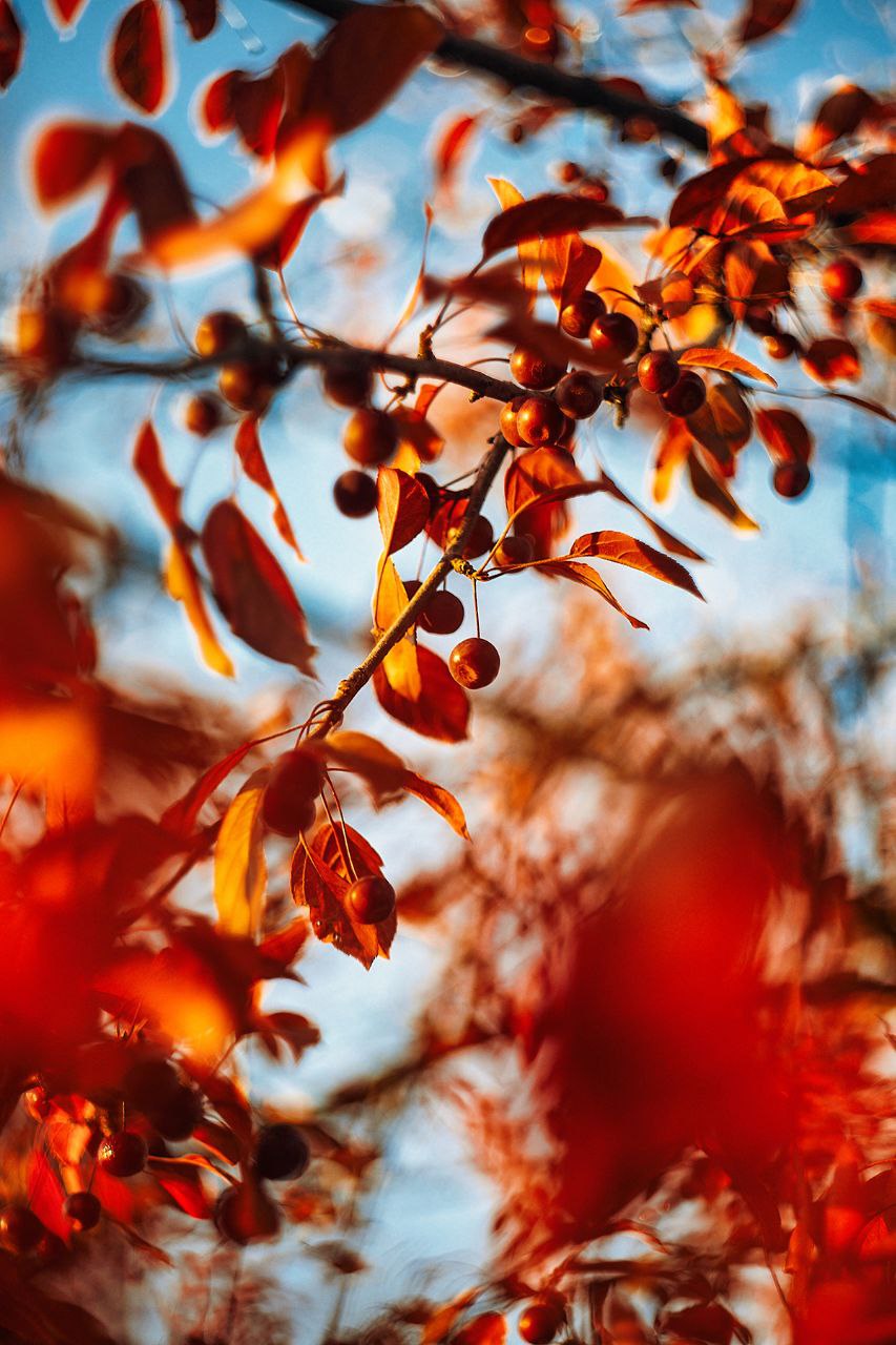 Ловим остатки золотой осени🍂🍁🍂 | Сетка — социальная сеть от hh.ru