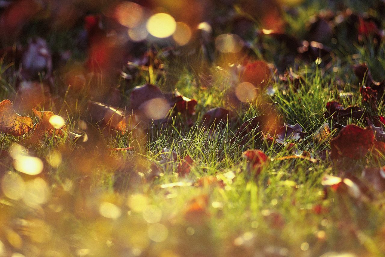 Ловим остатки золотой осени🍂🍁🍂 | Сетка — социальная сеть от hh.ru