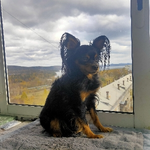 Григорий Кременский